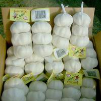 garlic