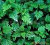 Nettle Extract Powder