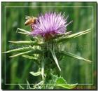 Milk Thistle Extract Powder