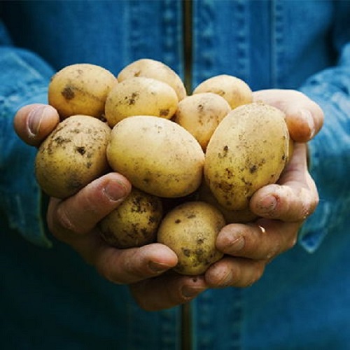 Potato set 6s strict selection fresh potatoes