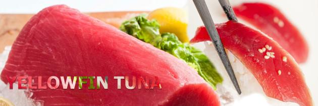 Yellowfin Tuna