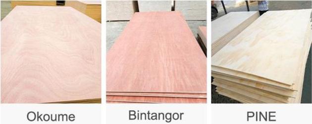 Bintangor plywood from Vietnam