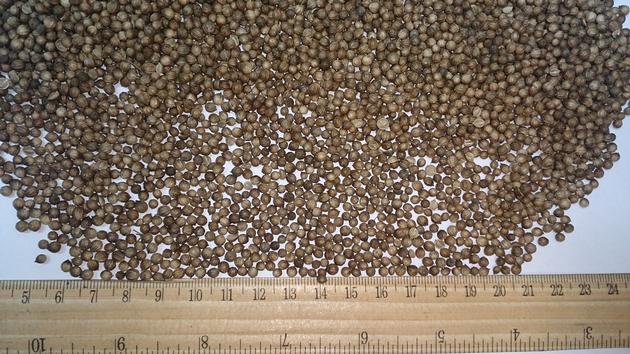 Coriander seeds