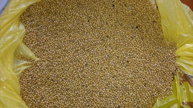 White Mustard seeds