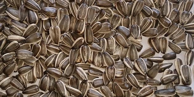 Black sunflower seeds with white stripes