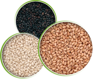 Oil seeds - Sesame Seeds, Mustard Seeds, Sunflower Seeds