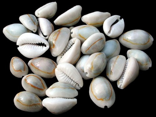 Sea shell