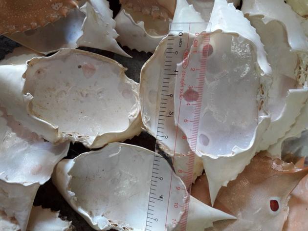 Crab shells
