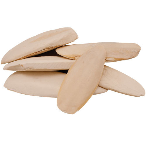 Cuttlefish Bone