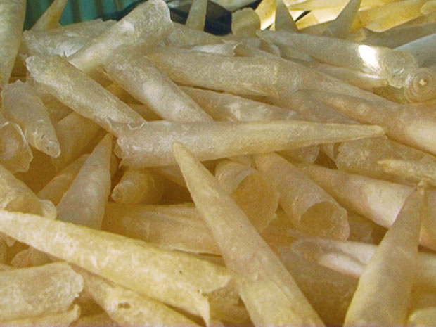 Fish maw supliers