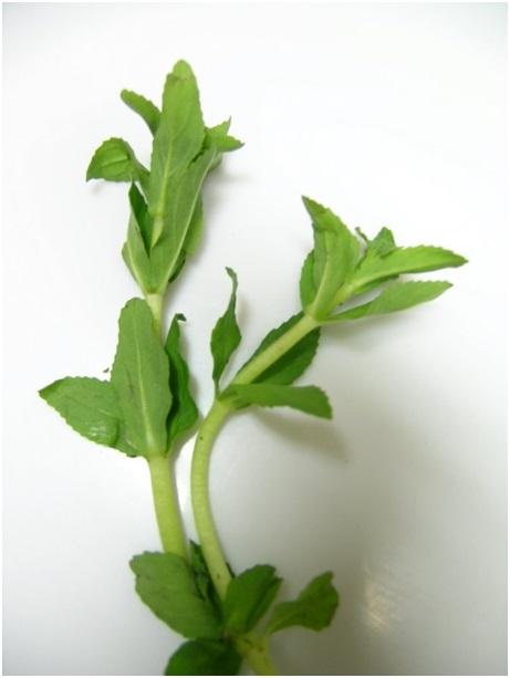 Dried Rice Paddy Herb