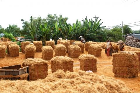 Coconut Fiber