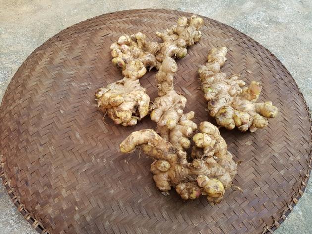 Fresh Ginger of newest crop