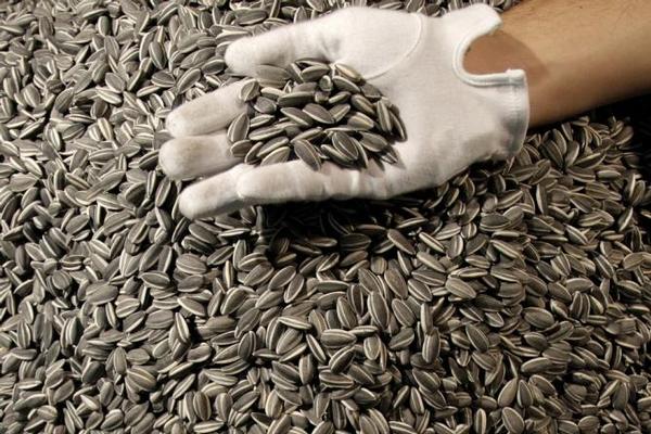 Black sunflower seeds for human consumption for sale