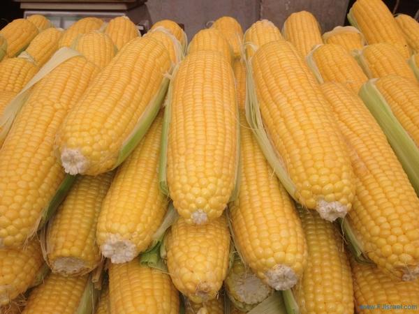 best quality yellow and Red corn for sale with lowest price (Grade A)
