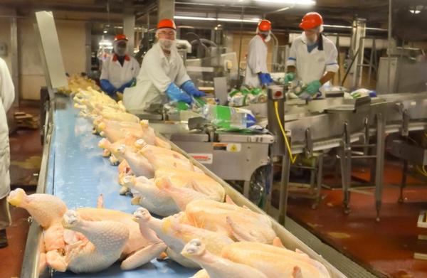 Best Quality Halal Frozen Whole Chicken good prices for export