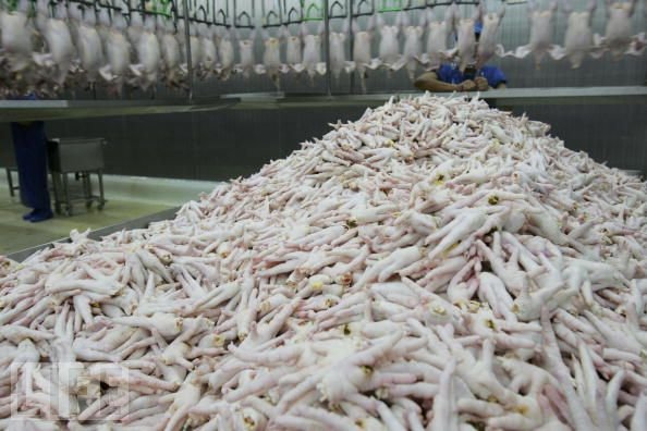 Approved Halal Frozen chicken feet