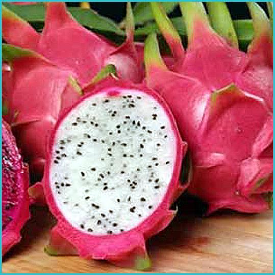 White Dragon Fruit Pitaya selling