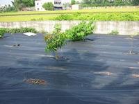 Ground Cover-Viewpoint