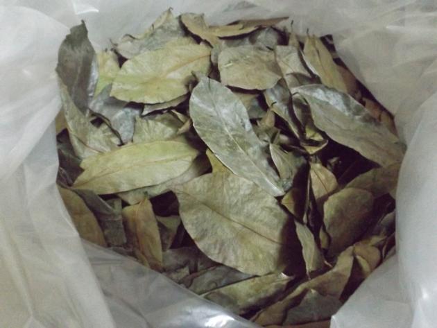 Dried Soursop Leaf