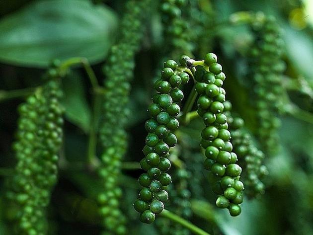 Fresh Green Pepper