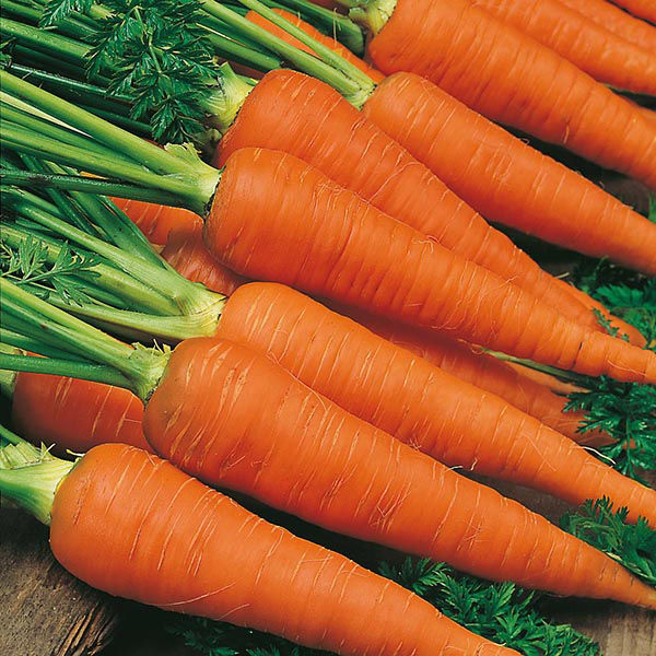 Fresh Carrot