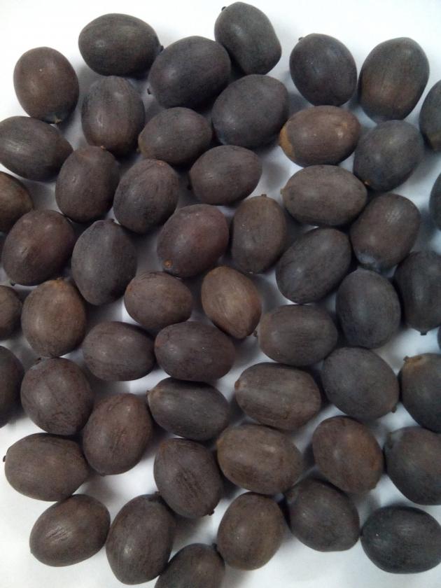 Dried Black Lotus Seed