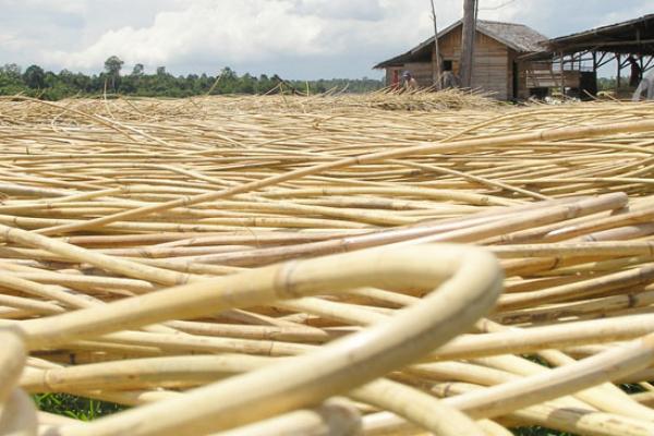Rattan Stick