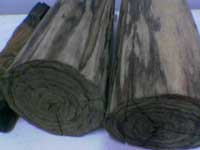 GAHARU BUAYA