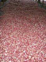 Red shallot