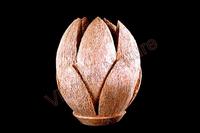 Natural Sculptures