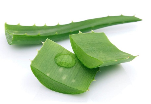 Fresh aloe vera leaf