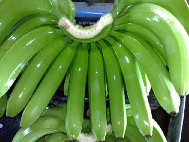 Cavendish Banana