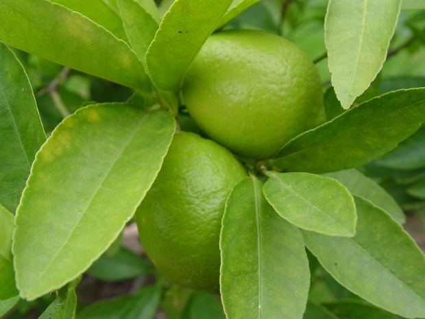 Lime leaf: