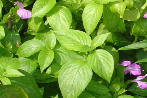 Magenta plant