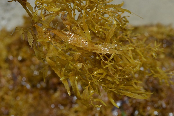 Dried Sargassum Seaweed