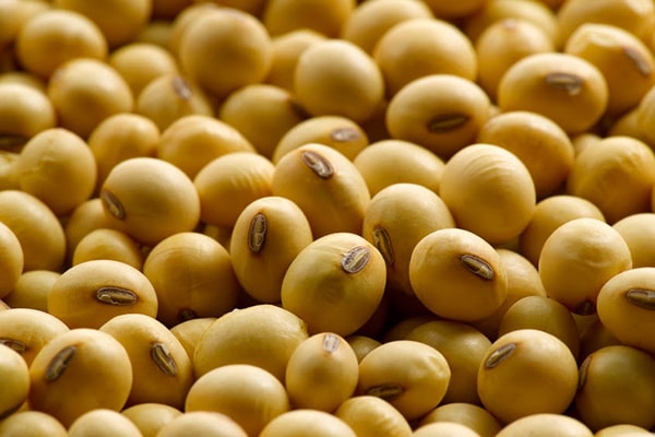 Soybean 