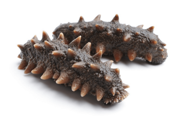 Dried Sea Cucumber 