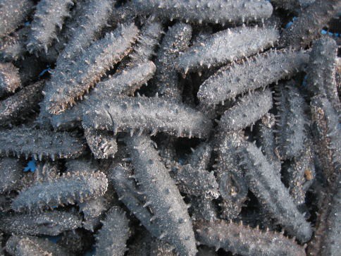 Dried Sea Cucumber 