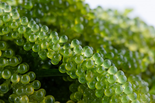 ORGANIC SEAWEED FOR SASHIMI