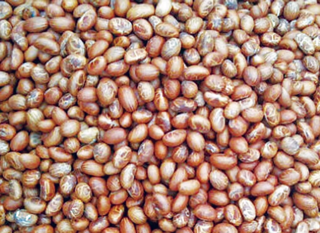 Bitter Kola Ginger Cashew Nut Moringa