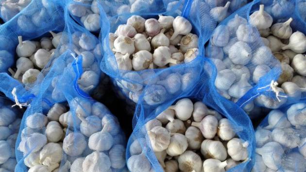 Garlic