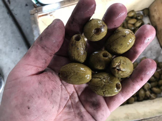 Chain Type Olives Pitting Machine Equipment