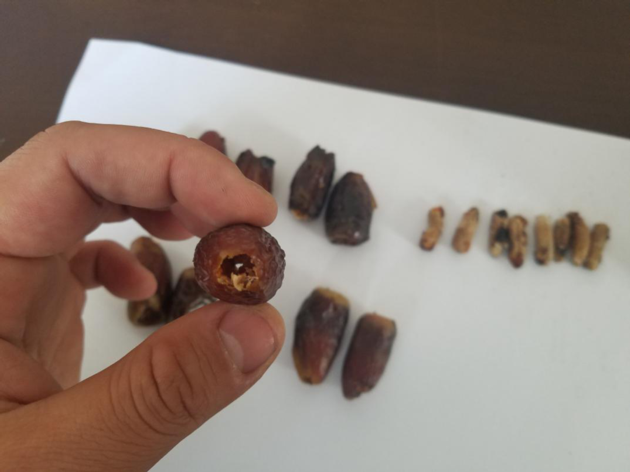 Iraqi Date Pitting Machine