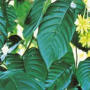 Soybean Extract 40% Isoflavones