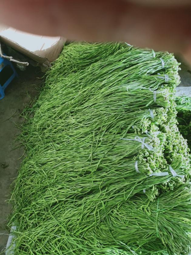 Variety Of Pumpkin Crops Dehydrated Vegetables