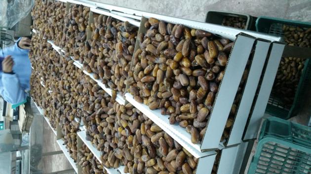 Dates Deglet Nour
