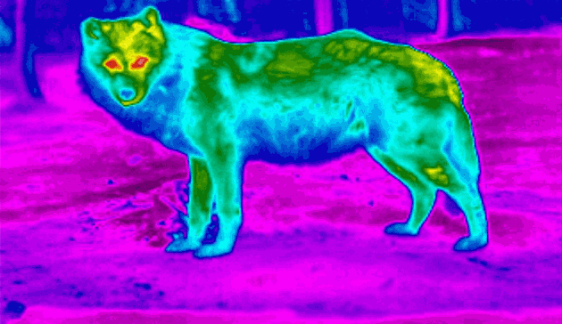 Thermal Imagers For Hunting