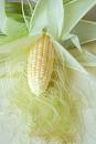 Cornsilk Extract