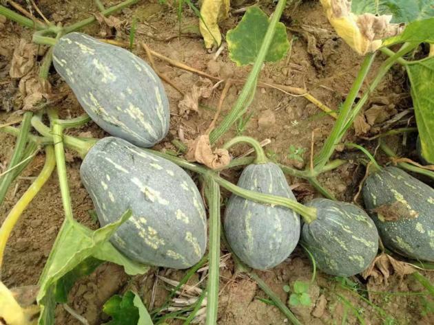 Variety Of Pumpkin Crops Dehydrated Vegetables